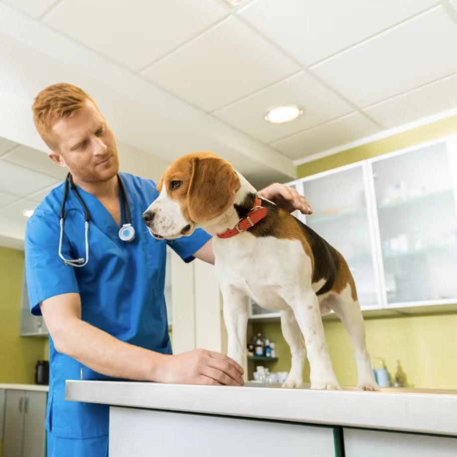 How Your Dog Can Get Rid of Kennel Cough FunnyFuzzy