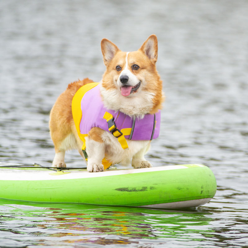 Adjustable Floatation Vest Dog Life Jacket