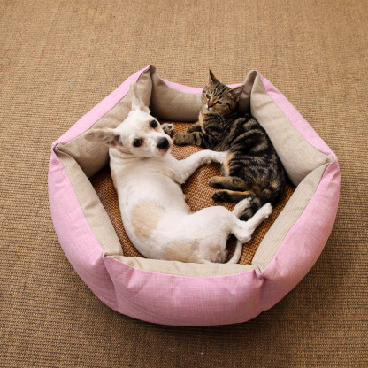 Crown Shape Pet Bed Cosy Cat & Dog Bed