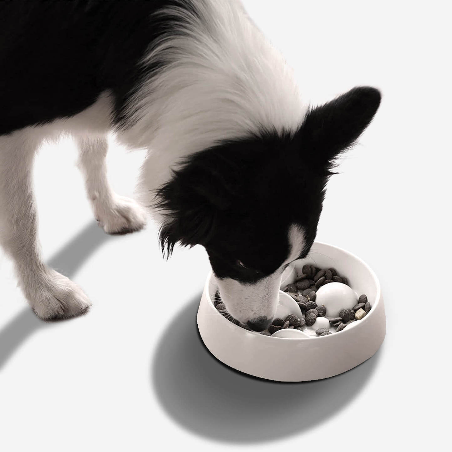 A dog eating food from a white cosmos dog slow feeder bowl
