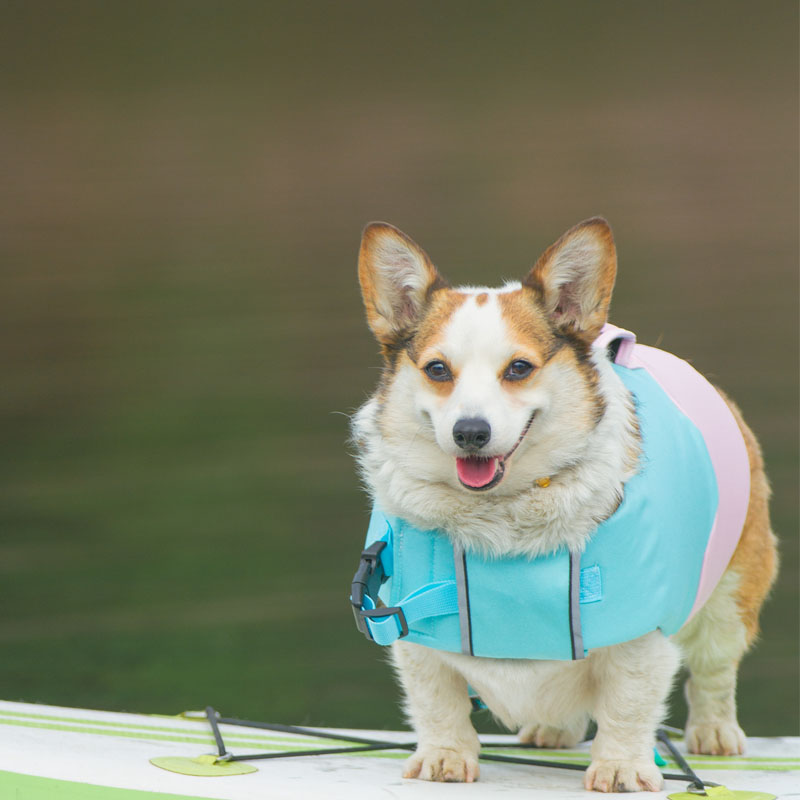 Adjustable Floatation Vest Dog Life Jacket 