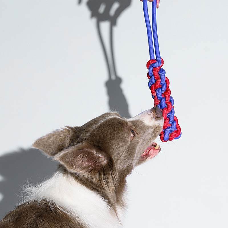 Braided Rope Stick Tug Dog Toy - Colour Clash