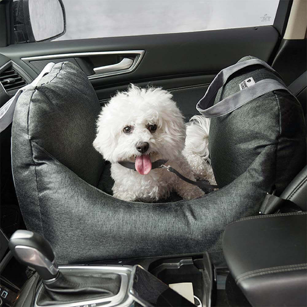 Funny store dog car