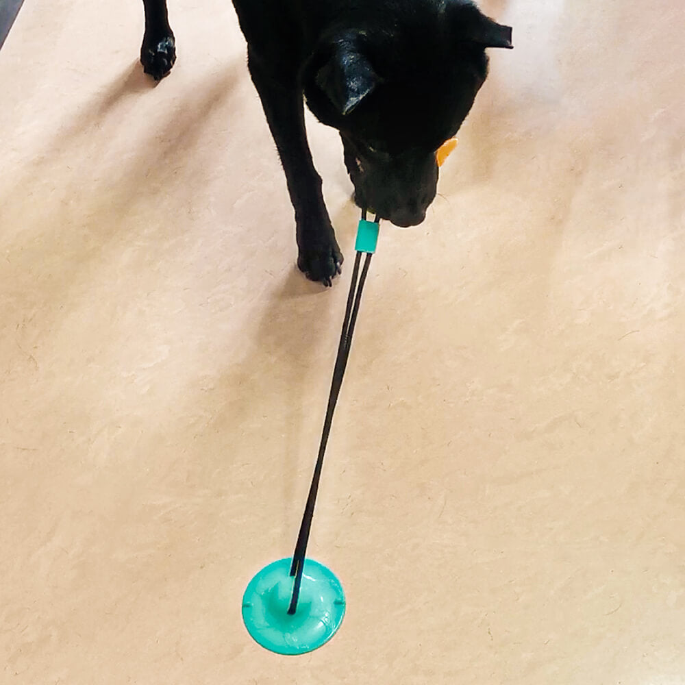 Suction Cup Dog Toy Mango