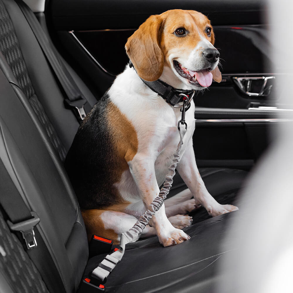 Puppy seat clearance belt