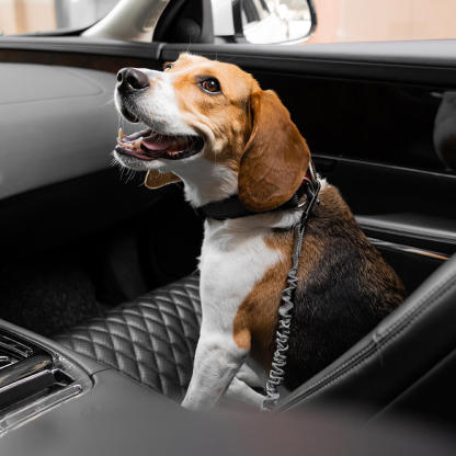 Buffer Adjustable Dog Car Seat Belt