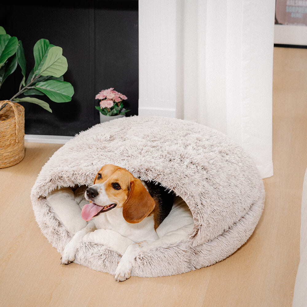 Enclosed dog outlet bed