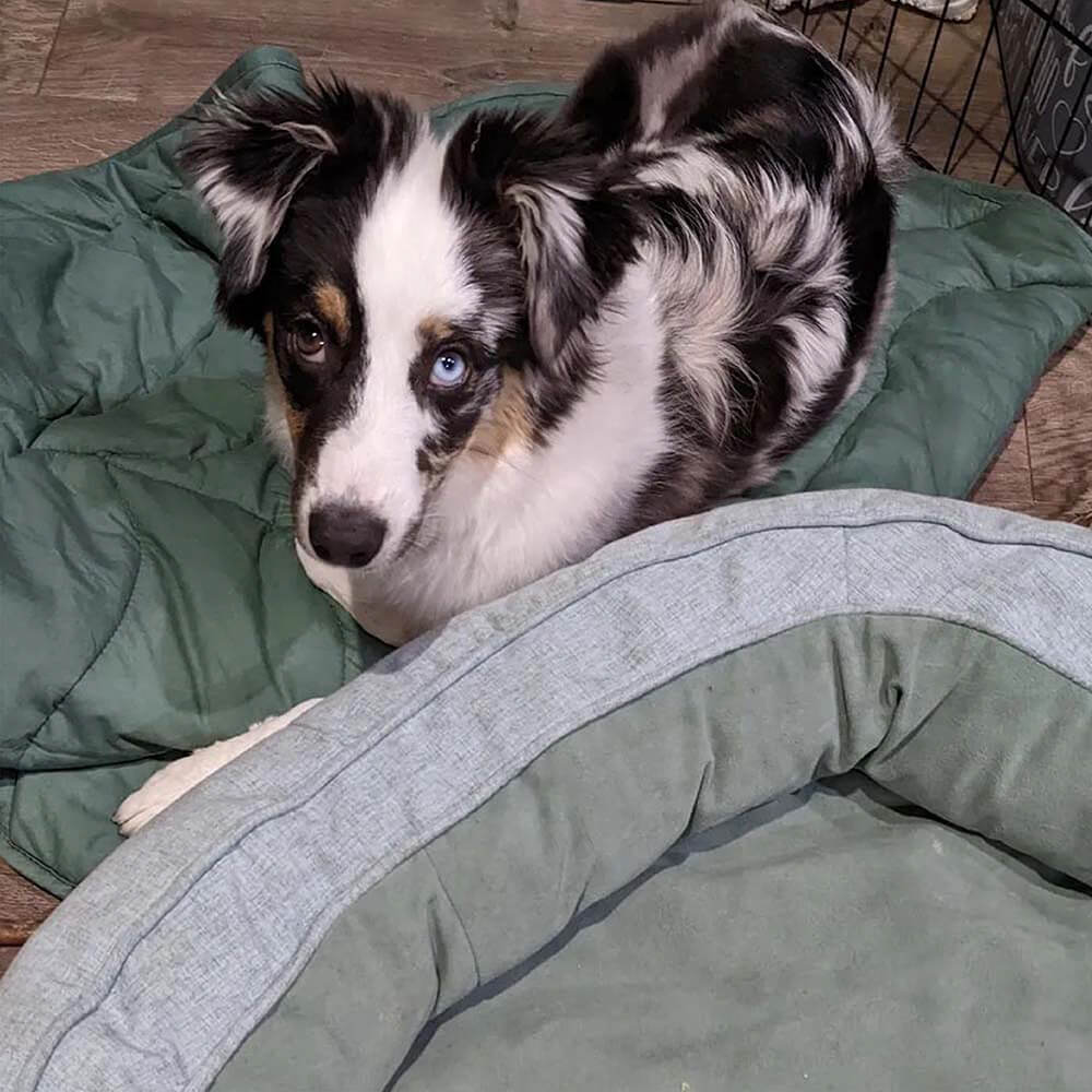 Calming Leaf Shape Dog Blanket With Donut Dog Bed