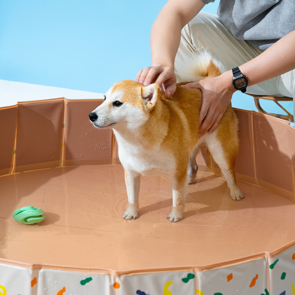 Pool dog deals