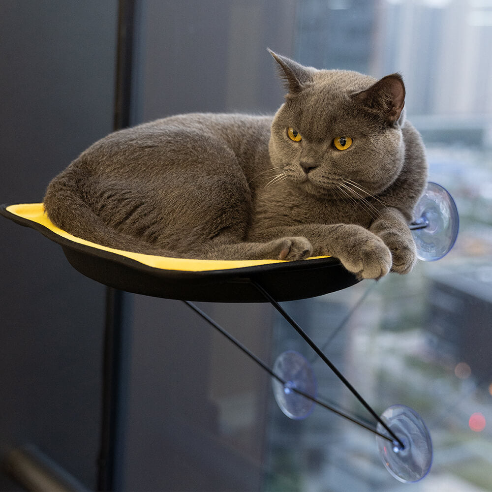 Cat bed shop window suction cups