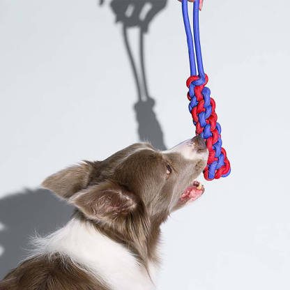 Knots Rope Dog Toy Set - Colour Clash