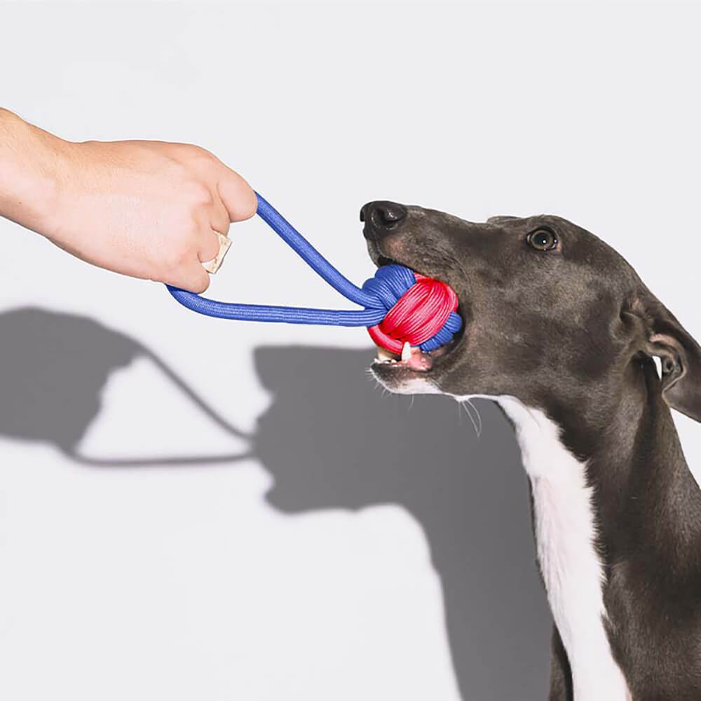 Dog Toy Gift Basket Set | Squeaky Chew Plush Treats Throw Interactive Toys