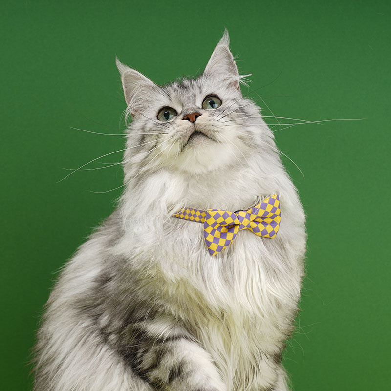 Colourful Series Funny Bow Tie Cat Collar