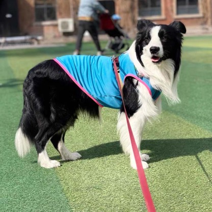 Quick Dry Four-legged Dog Shirts Dog Cooling Vest