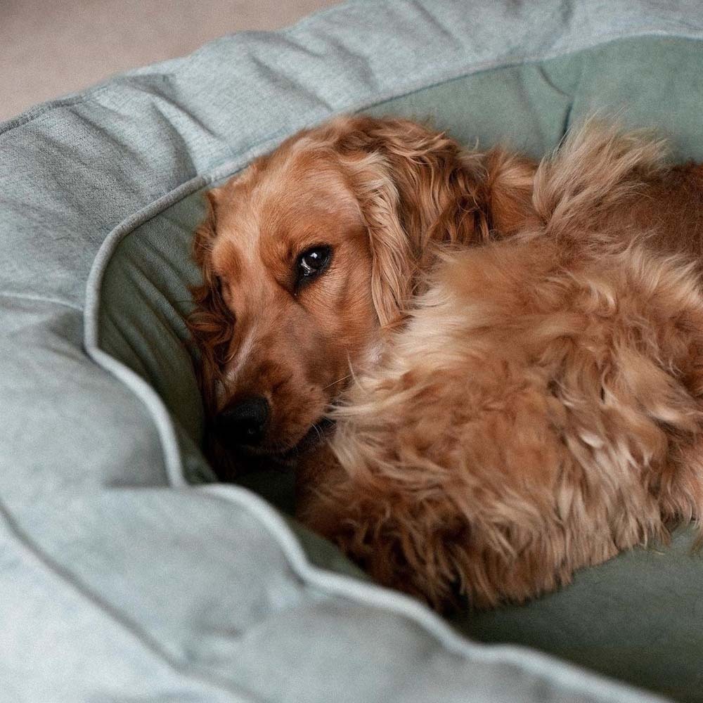 Dog Bed - Donut-FunnyFuzzy