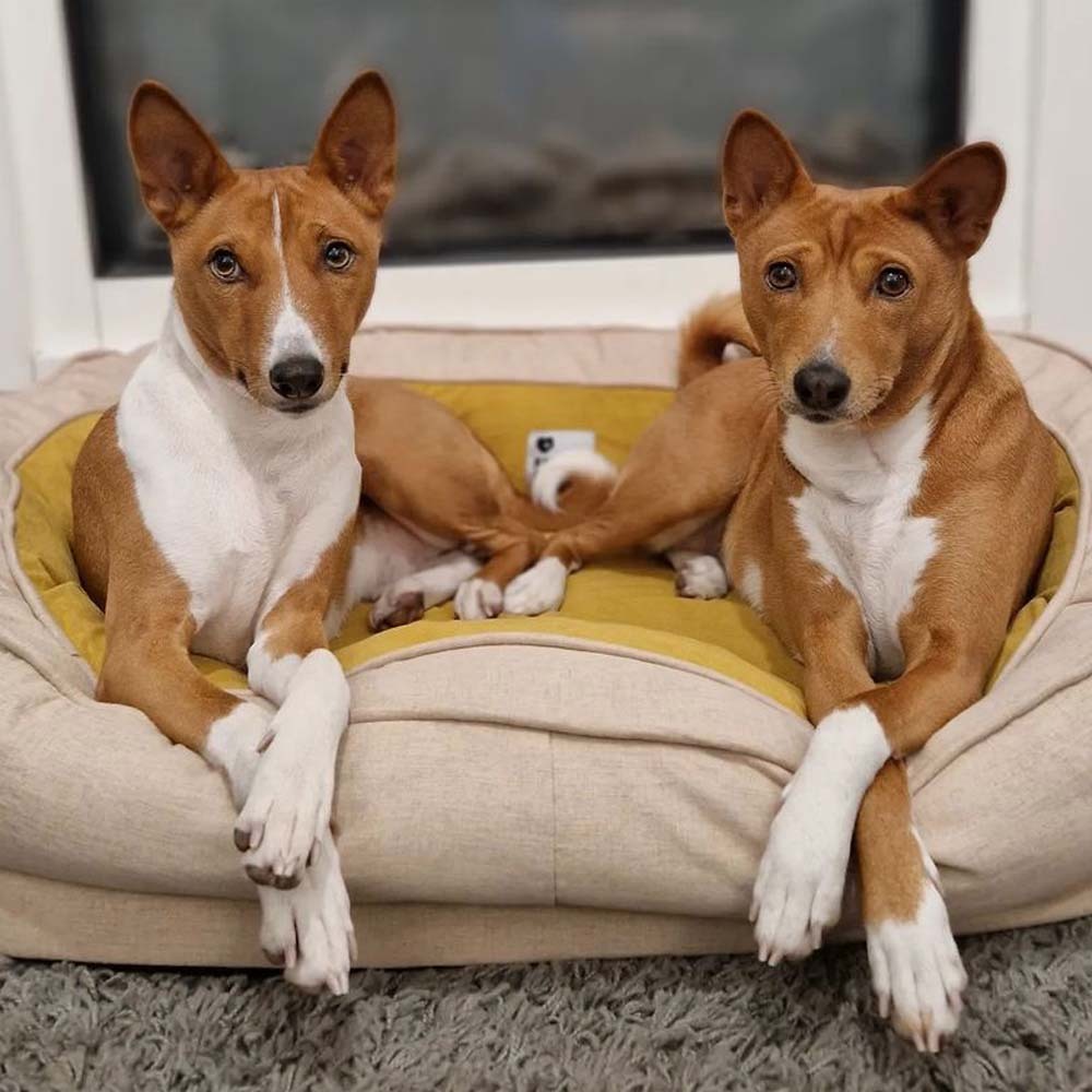 Dog Bed - Donut-FunnyFuzzy