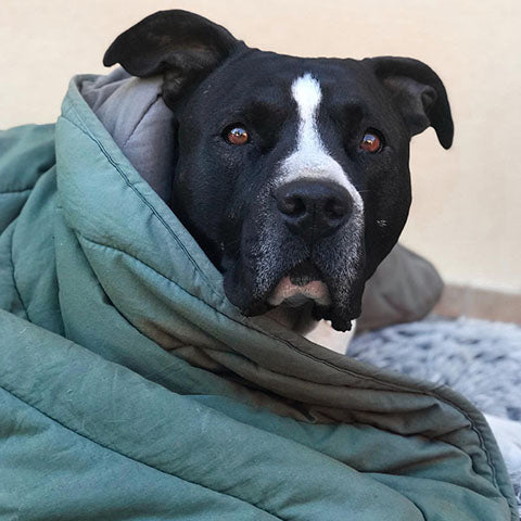 Tips for Winterizing your Pet-FunnyFuzzy
