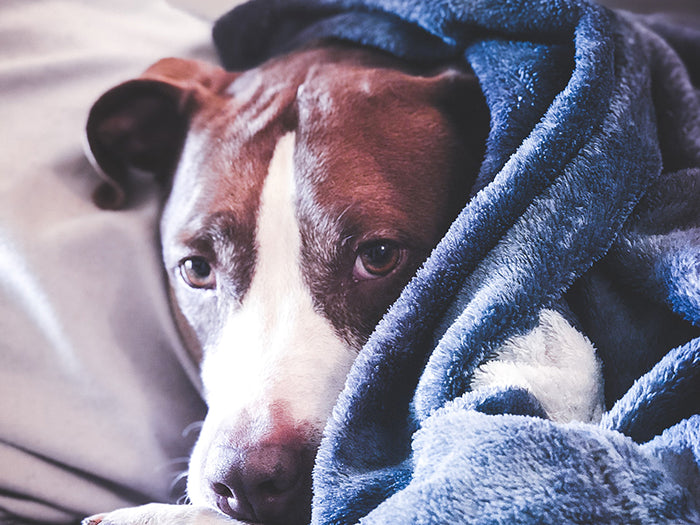how to clean dog blankets