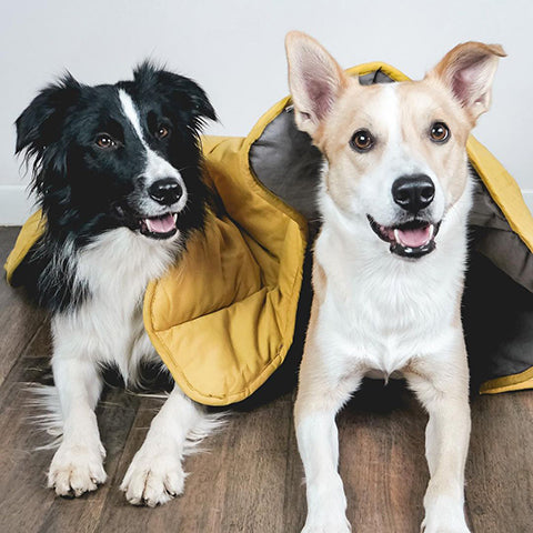 How To Keep The Hygiene Of Dog Blanket?-FunnyFuzzy