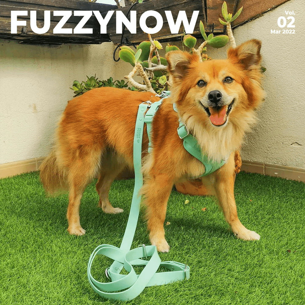Travel with Funny Fuzzy--First stop-Spain-FunnyFuzzy