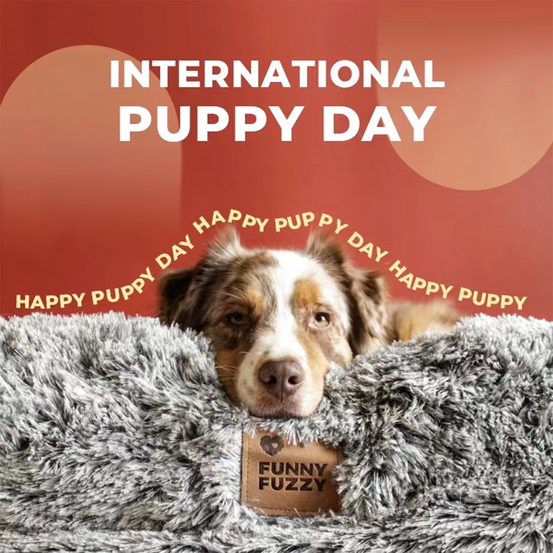 Celebrating International Puppy Day – FunnyFuzzy