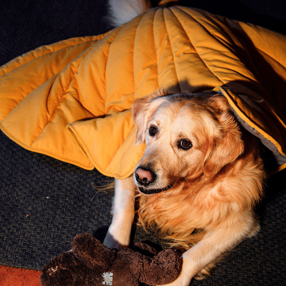 Why Do Dogs Love Blankets? FunnyFuzzy