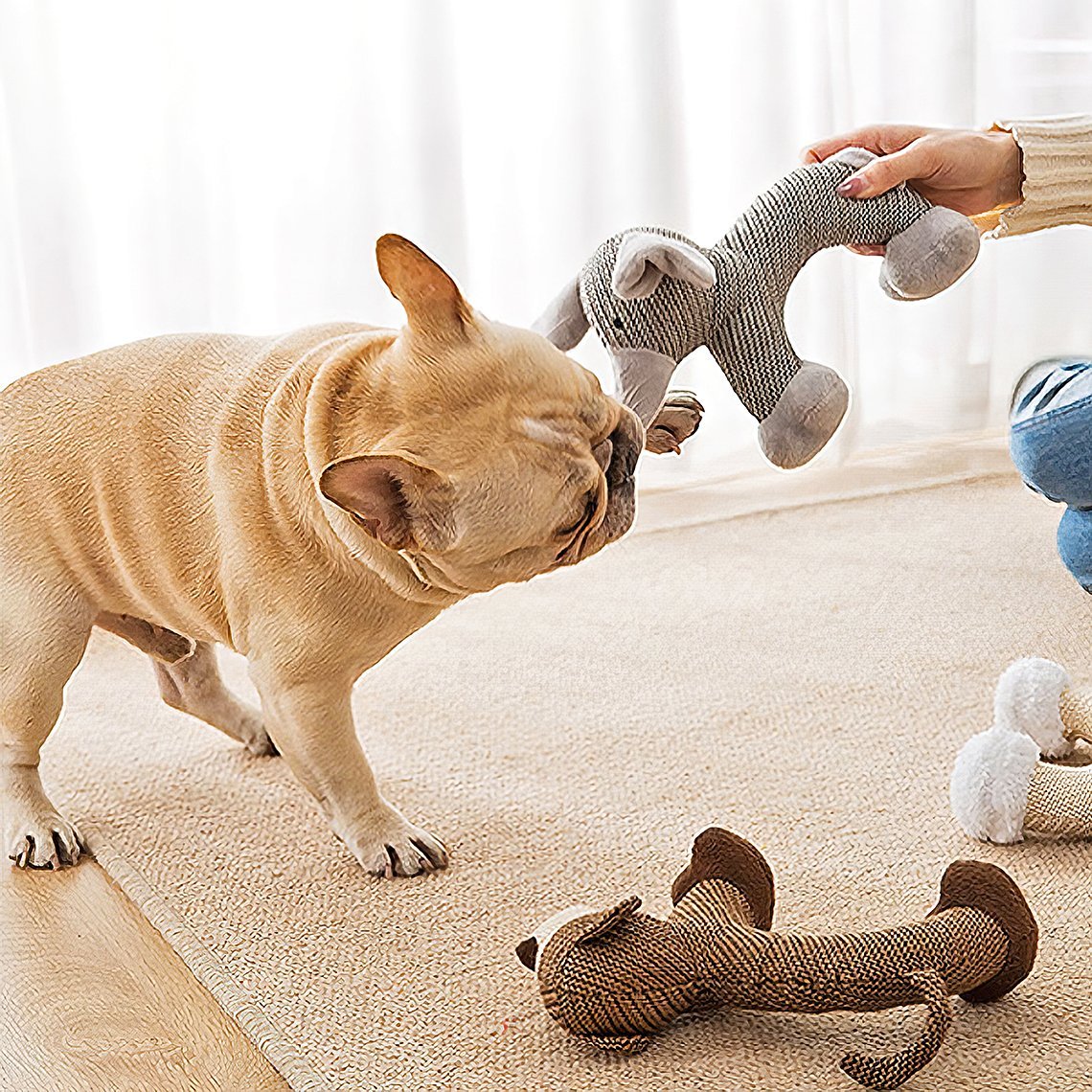 A woman holding an elephant dog toy in her hand and a pug biting this toy.
