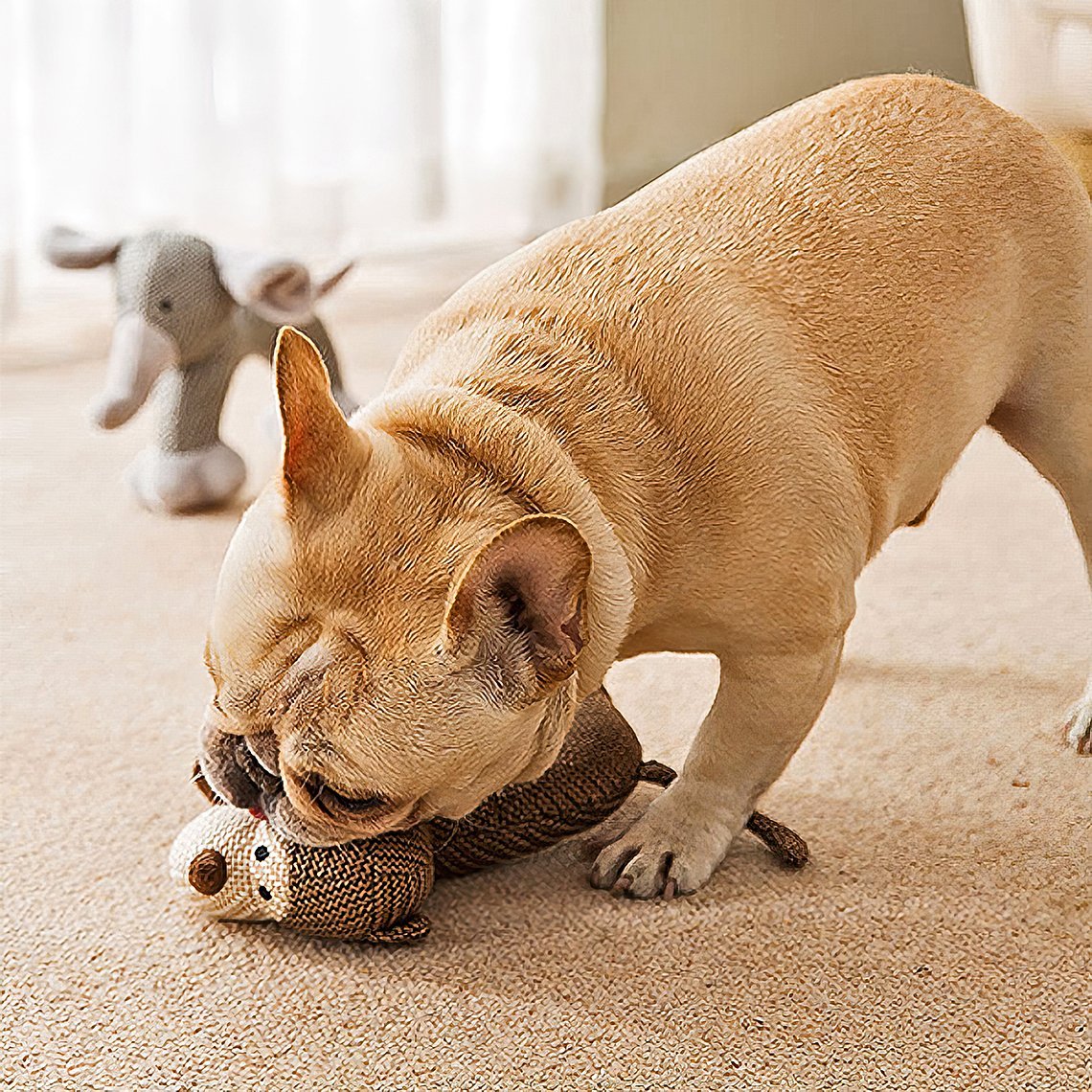 A pug biting a monkey dog toy on the floor.