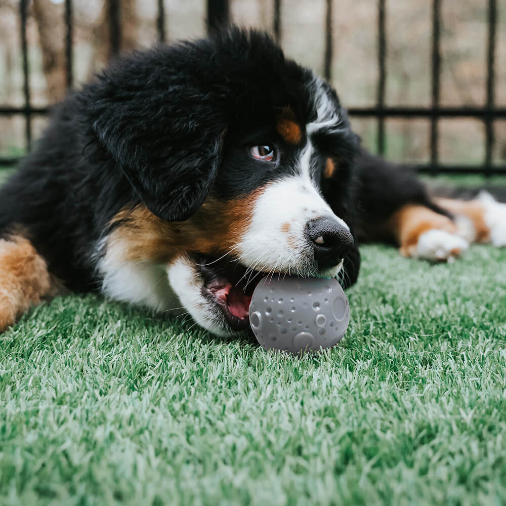 A dog chewing a grey slow feeder ball