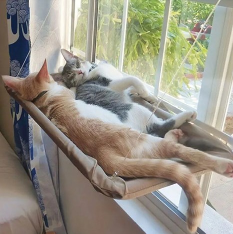Pet Cat Hanging Hammock
