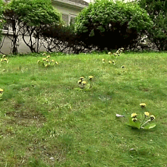 Root Puller Tools-Weed Remover
