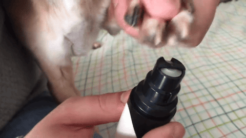 Image result for dog nail trimmer gif shopify