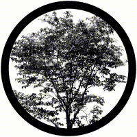 Harnessing the Magic of Nature: Custom Glass Gobos and Tree Shadow Elegance-JINGYU OPTOELEC