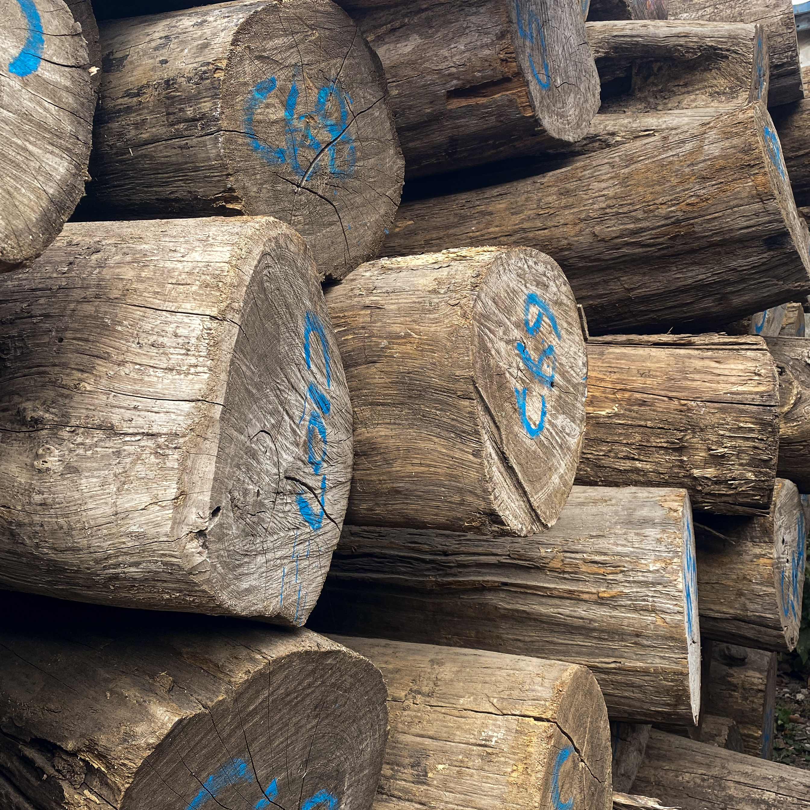 Large quantity of Burma teak logs in the Defulin warehouse