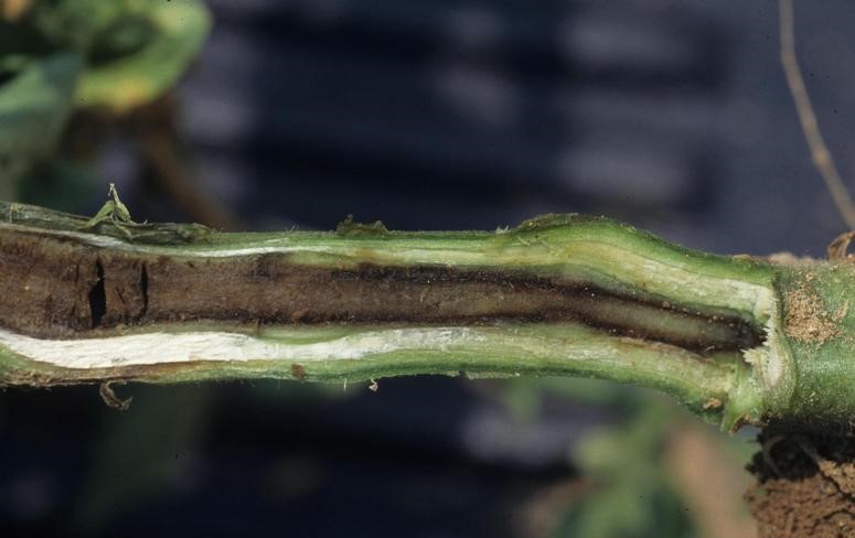 The stalks look like after they get green blight