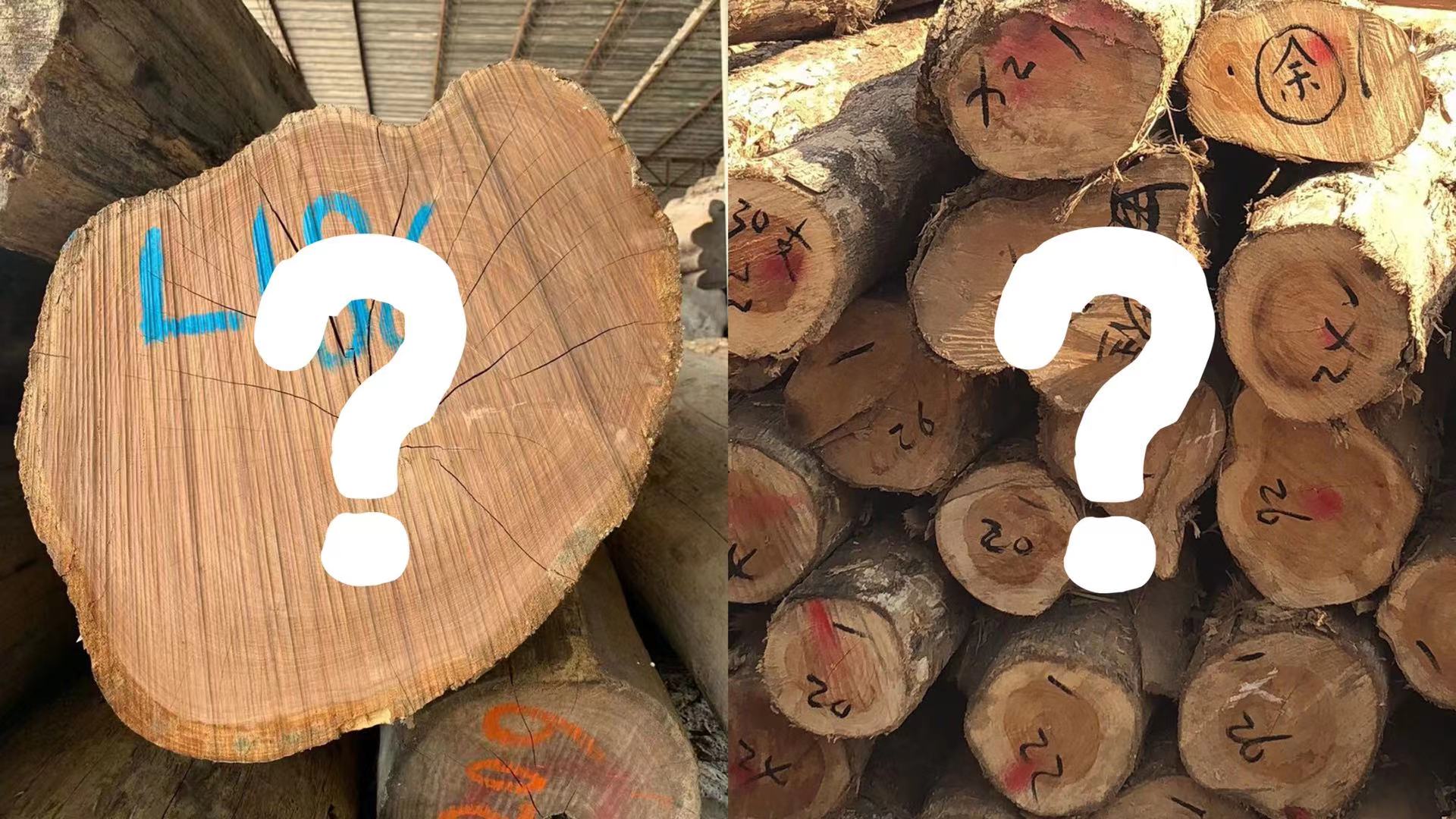 Comparison of cross sections of both natural and planted teak wood