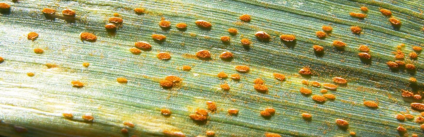 Rust disease can cause the leaves to grow rust spots