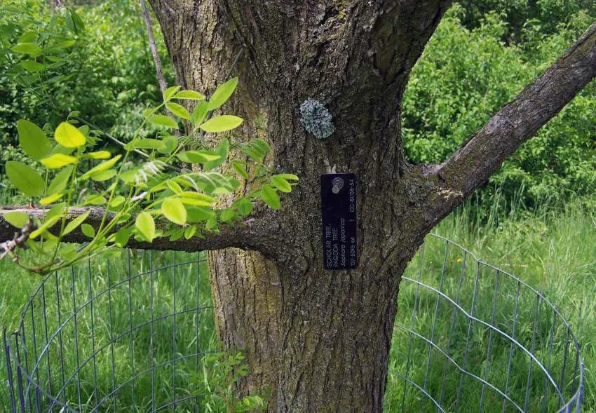 Natural growth of sophora logs after artificial seeding