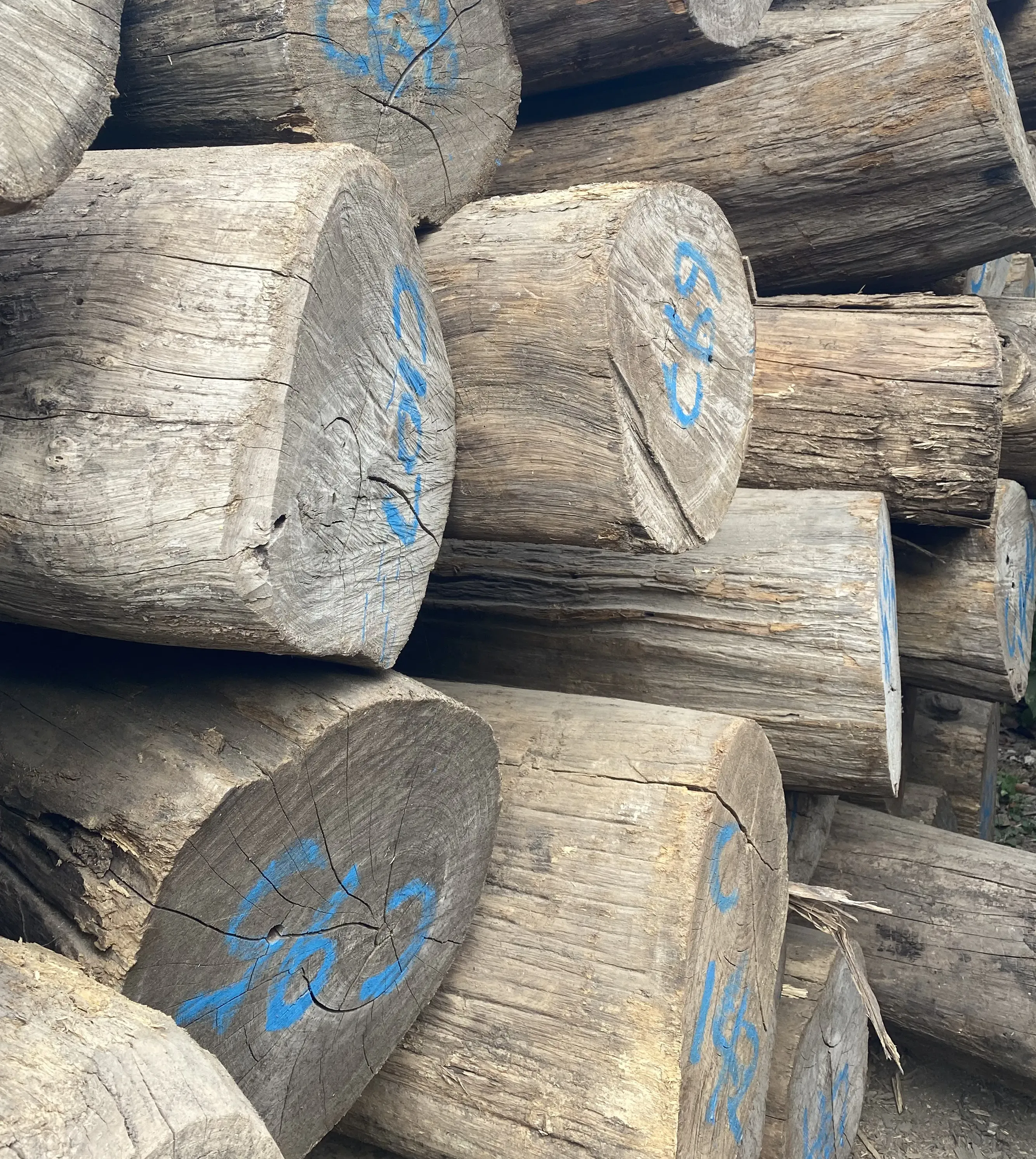 Dozens of Burmese teak logs stacked together