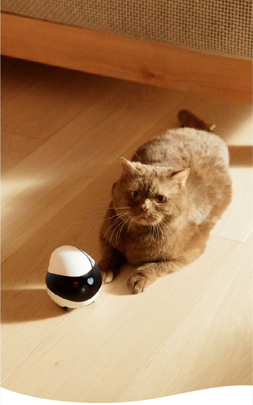 Slashgear: Revisión de Enabot EBO Air: compañero inteligente de gato robot