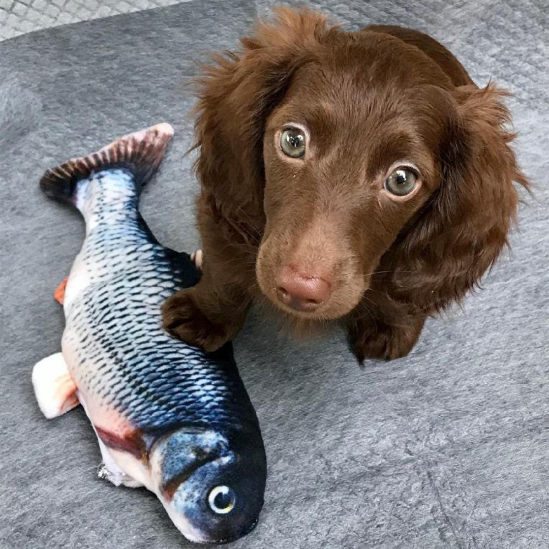 Floppy Fish ™ Interactive Dog Toy