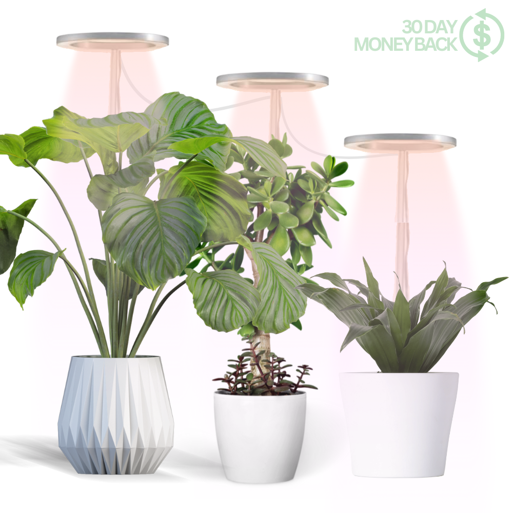 The Plant Halo