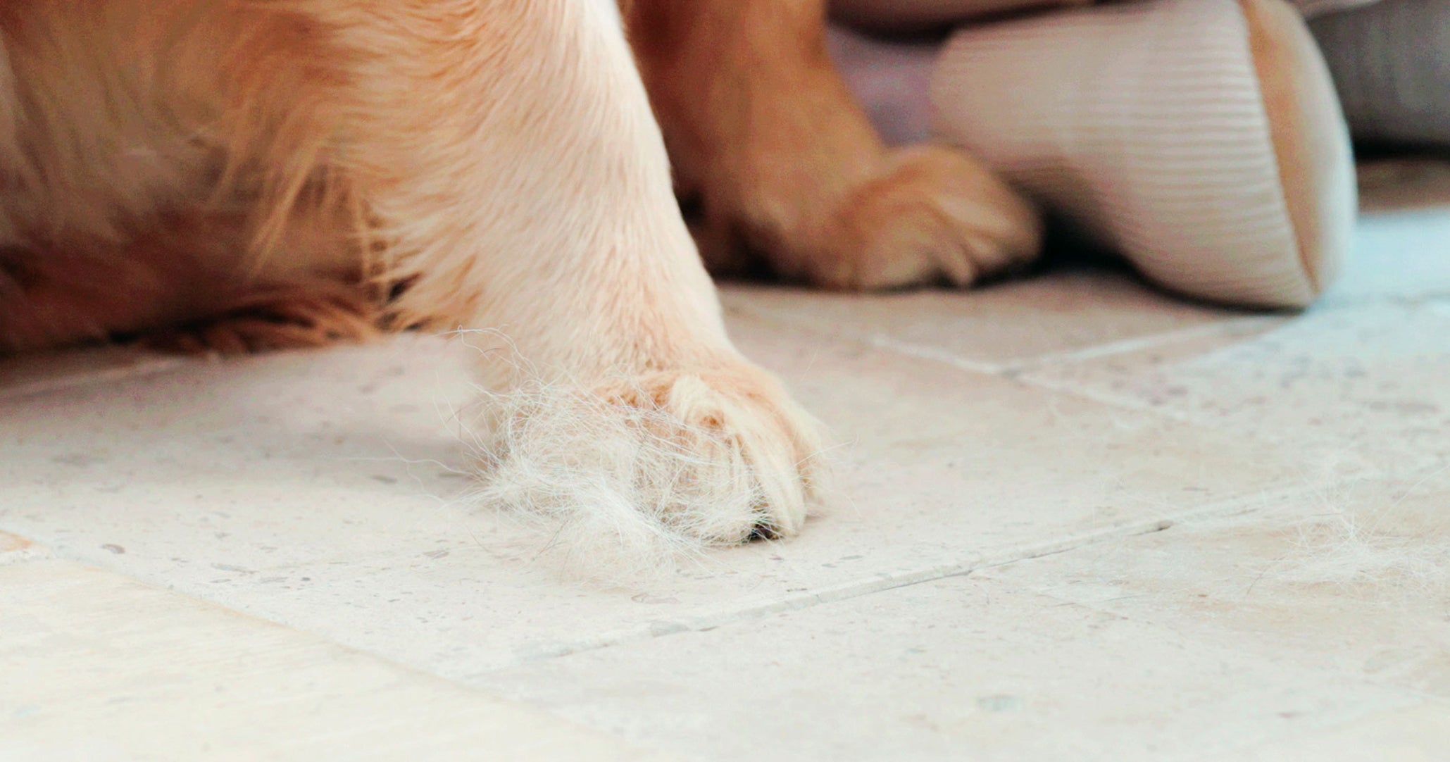 Why is My Dog Shedding More than Usual?