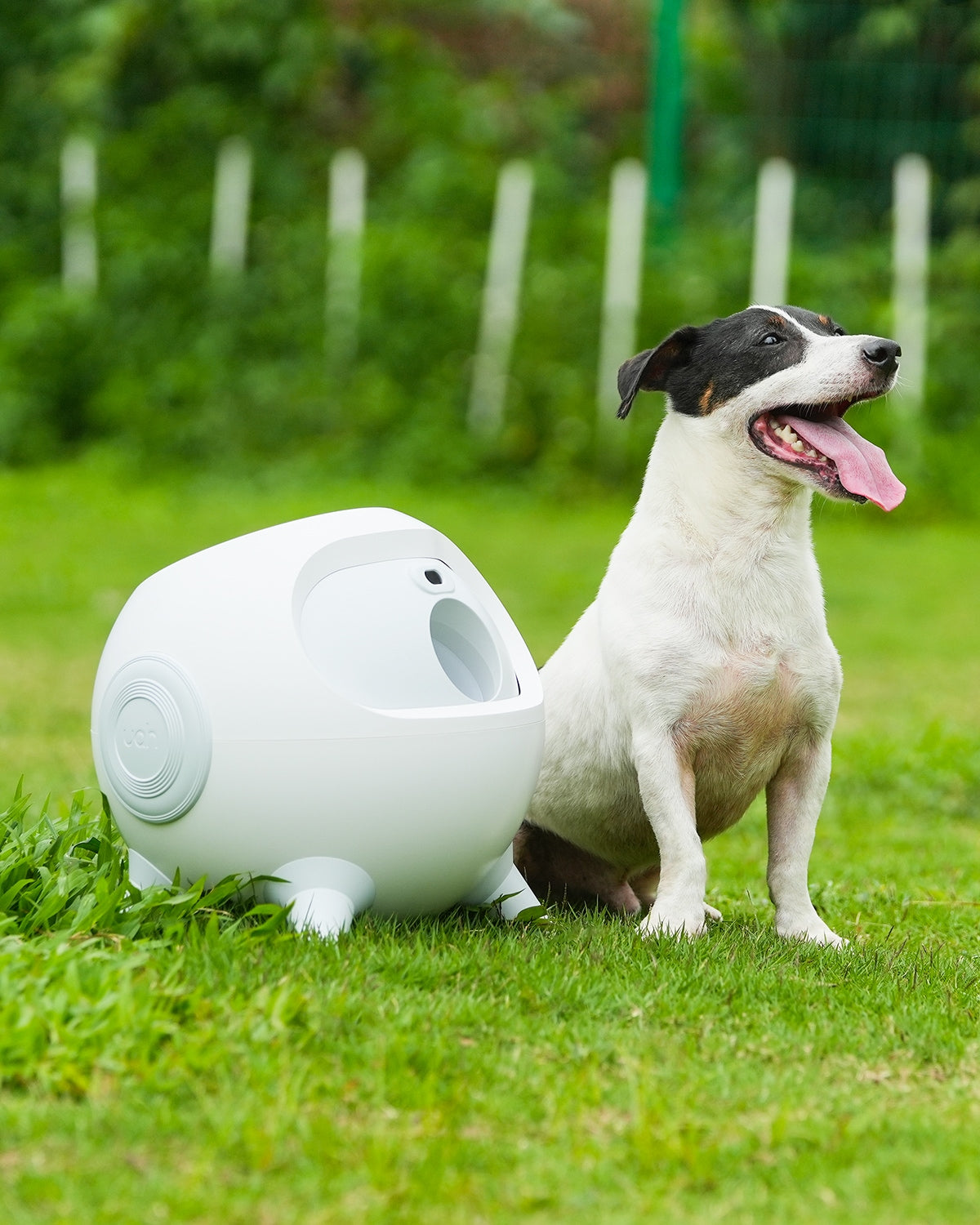 Electric ball outlet launcher for dogs