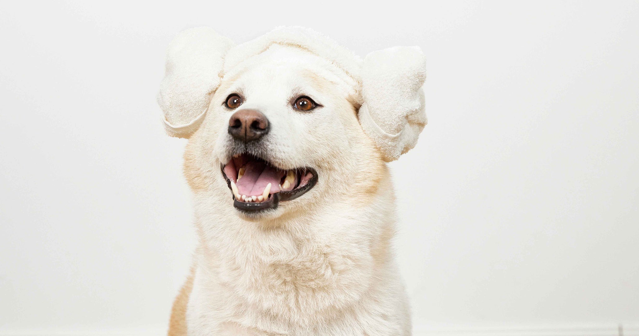 Why is My Dog Shedding More than Usual?