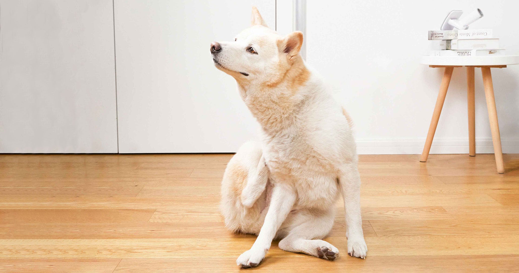 Why is My Dog Shedding More than Usual?