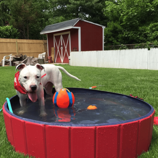 Portable Dog Pool
