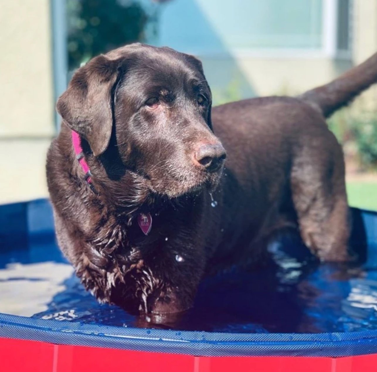 Portable Dog Pool
