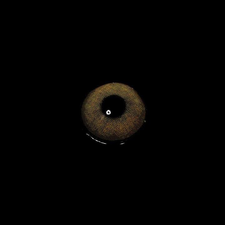 Queen Brown | 1 Year-everylenses