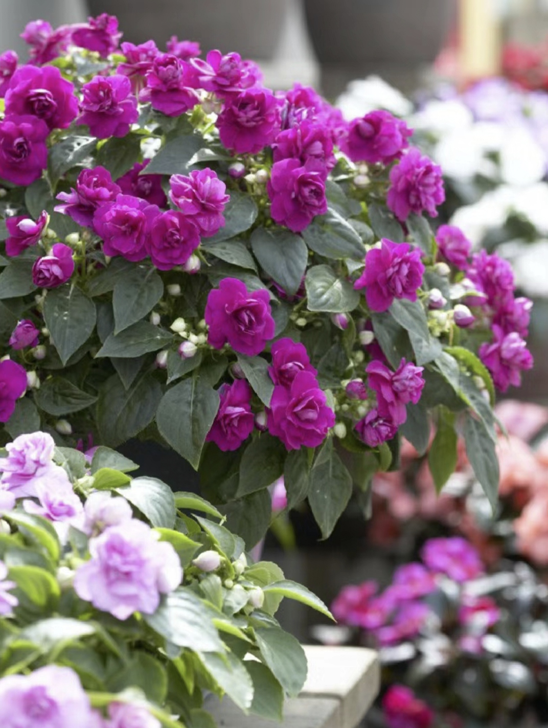 Double Impatiens Seeds A Symphony of Petals in Nature's Garden